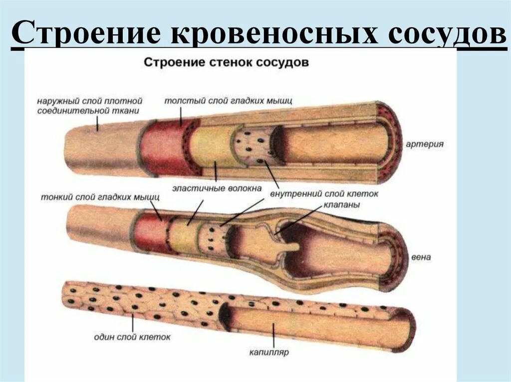 Строение вены рисунок. Типы кровеносных сосудов и их строение. Схема строения кровеносных сосудов. Строение стенки кровеносного капилляра. Строение кровеносных сосудов артерии.