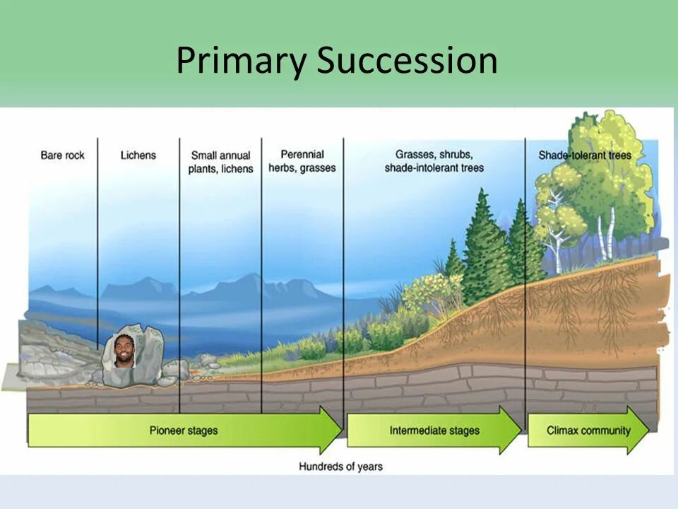 Первичная сукцессия. Primary succession. Ecological succession. Вторичная сукцессия. Сукцессия лишайники