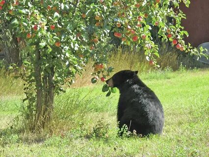 Bear fruit