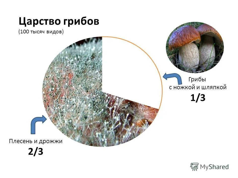 плесневые грибы. 3 плесневых гриба. 3 плесневых гриба. бактерия плесневелого гриба. мицелиальные плесневые грибы.
