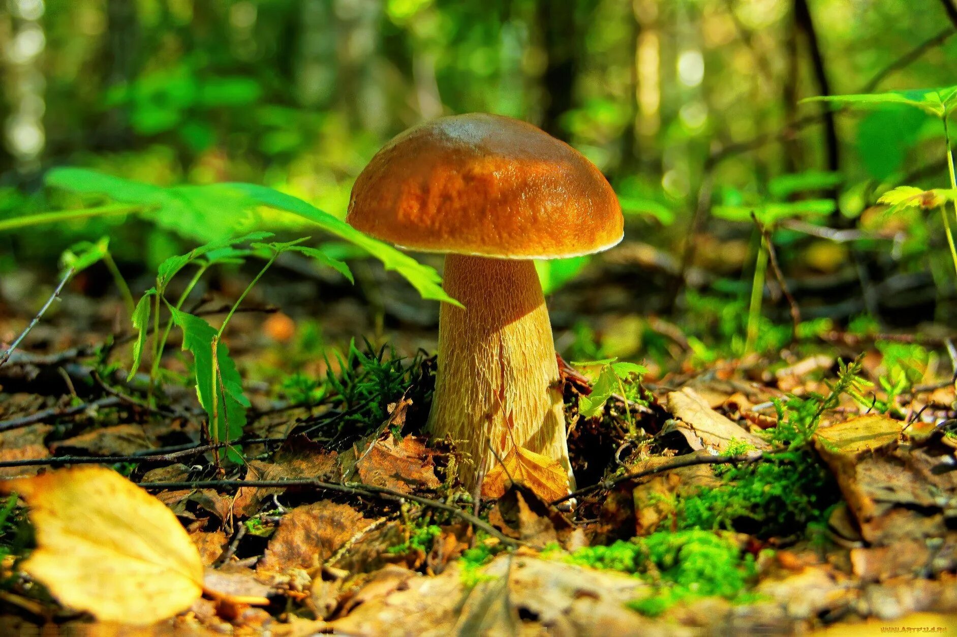 Грибы в лесу. Осенние грибы. Осень грибы. Грибной лес.