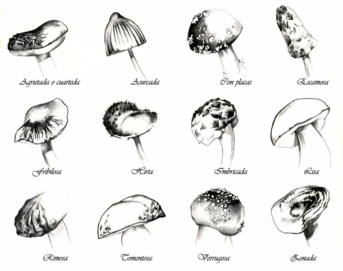 Mushroom Worksheet. Fungi Worksheet for Kids. Mushrooms Worksheets for Kids. Fungus Worksheet. Mushroom глагол