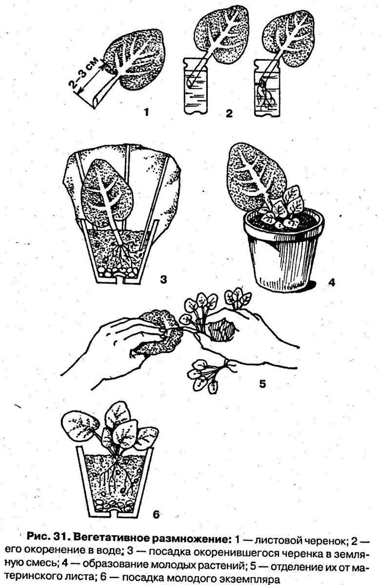 Фиалки комнатные размножение в домашних. Размножение фиалки листовыми черенками. Вегетативное размножение ФИАЛК. Размножение сенполии листовым черенком. Фиалка вегетативное размножение листом.