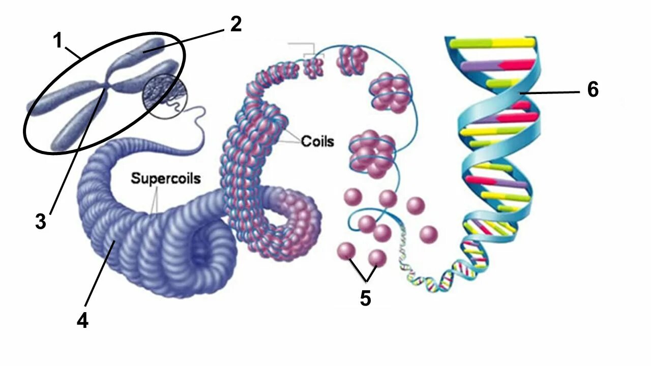 10 5 клеток днк. Строение хроматина и хромосомы. Структурва компактизаций молекул ДНК. Ген ген хромосома хроматин. Строение ДНК хроматин.