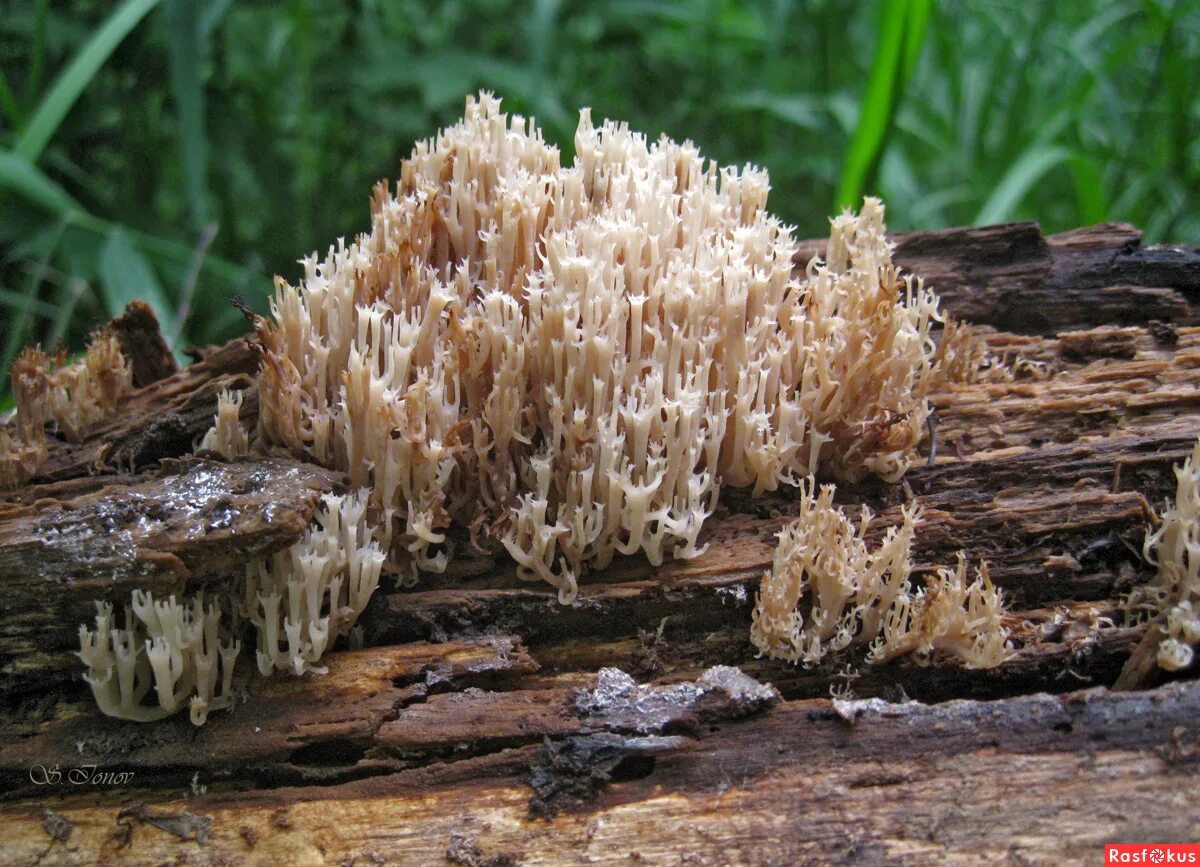 Гриб рогатик съедобный. Гриб рогатик. Гриб рогатик рамария. Рогатик гроздевой. Ramaria invalii.