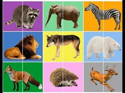 Дикие животные 3