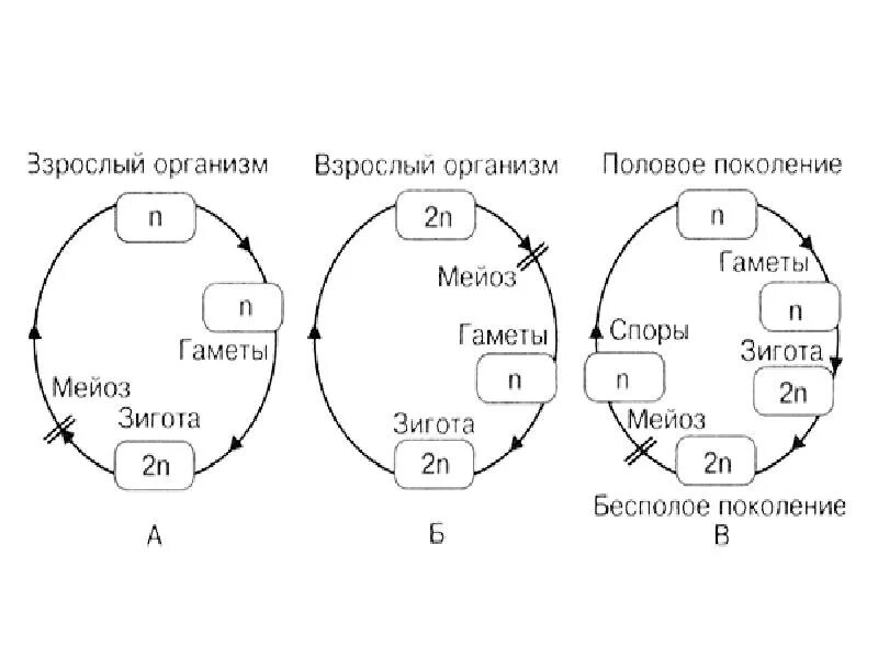 Мейоз в жизненном цикле организмов