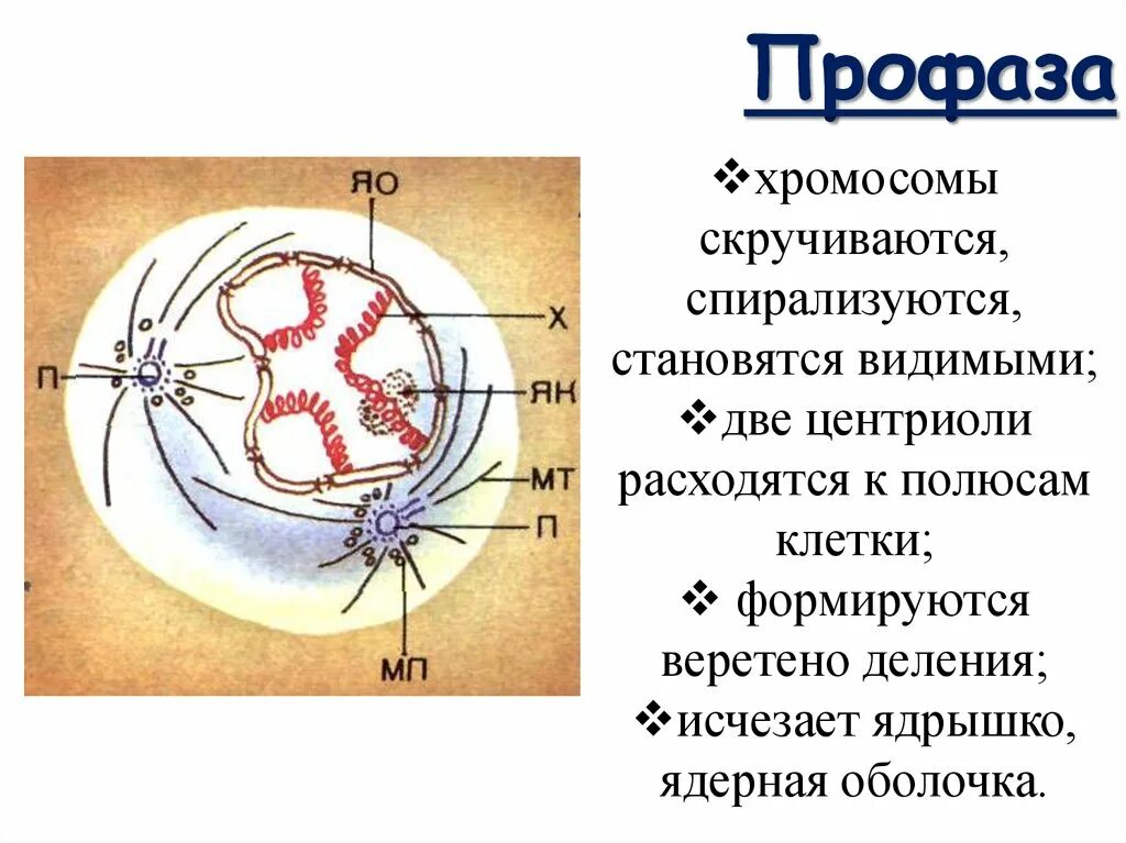 Расхождение центриолей к полюсам клетки происходит. Профаза строение. Фаза. Профаза хромосомы спирализуются. Профаза клетки.