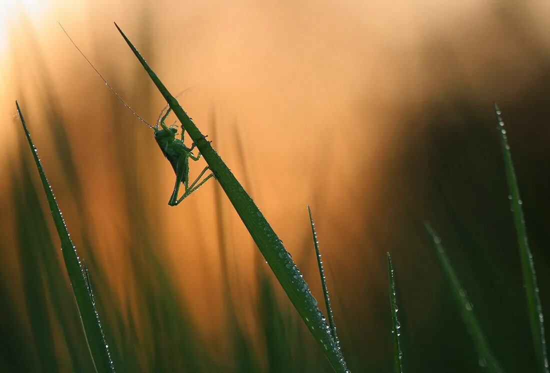 раннее летнее утро. рассвет на пруду. любишь каждую травинку. книга фазу алиевой роса выпадает на каждую травинку. за что люблю свое село.