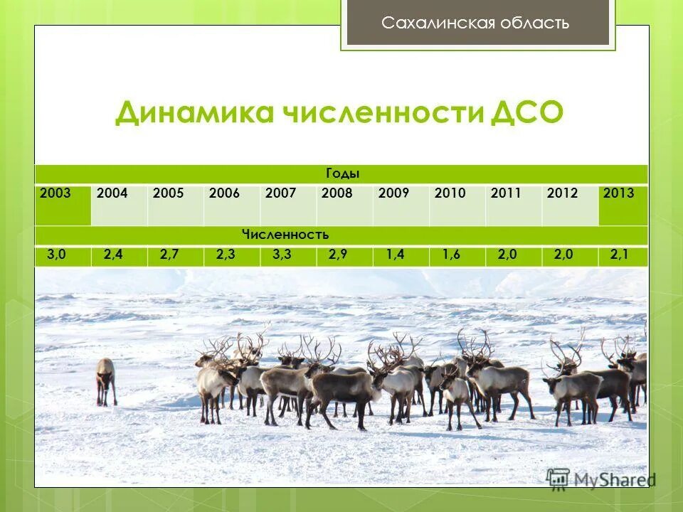 Охотник с фотоаппаратом. Охота на кабана в дагестане. Карта охотничьих угодий сахалинской области. Добыча леса сахалин. Агентство лесного и охотничьего хозяйства южно.