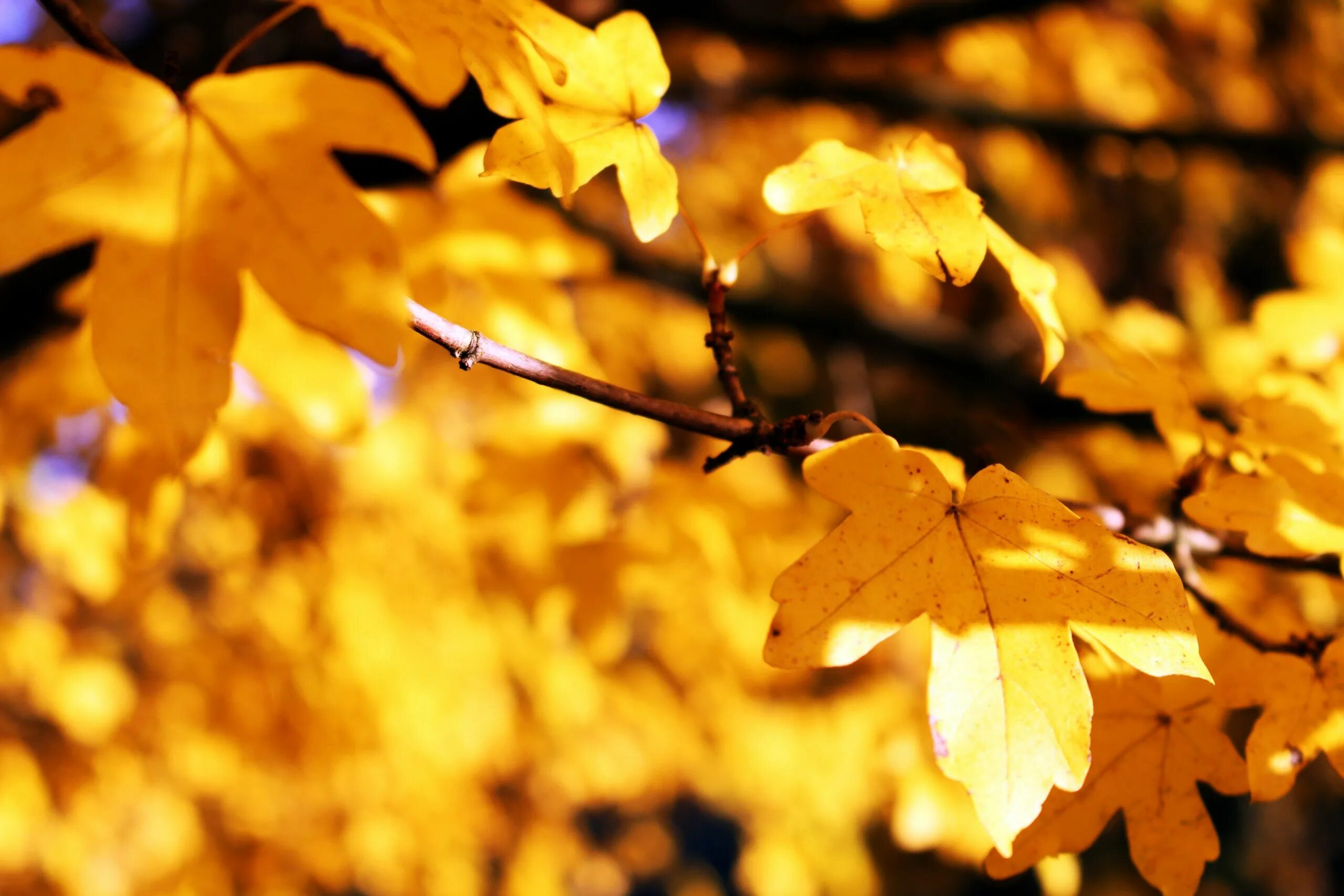 Желтый лист. Осень желтые листья. Желтая листва. Жёлтый лист осенний. Листья желтые кружатся оригинал