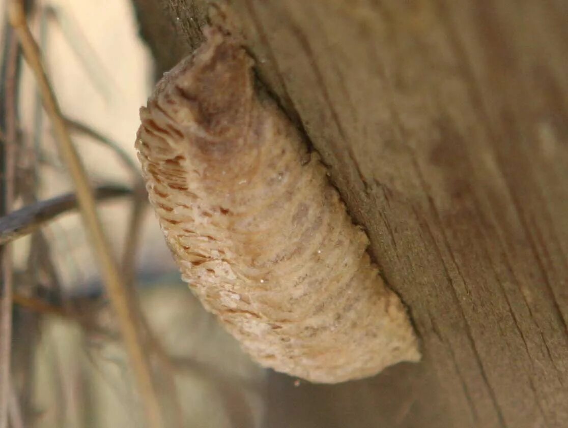 оотека богомола. коконы богомолов. коконы богомолов. оотека древесный богомол. орхидейный.