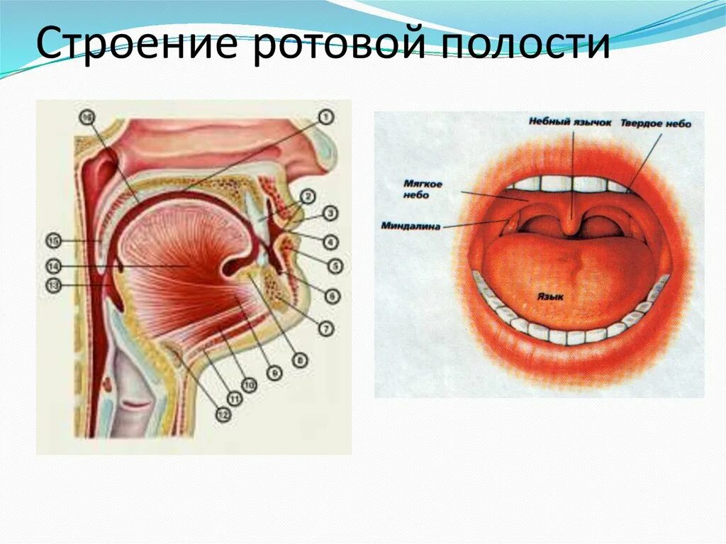 Ротовая полость физиология. Строение ротовой полости. Строение ротовой полост. Строенре Иотовой пллмьт. Строение речевой полости.