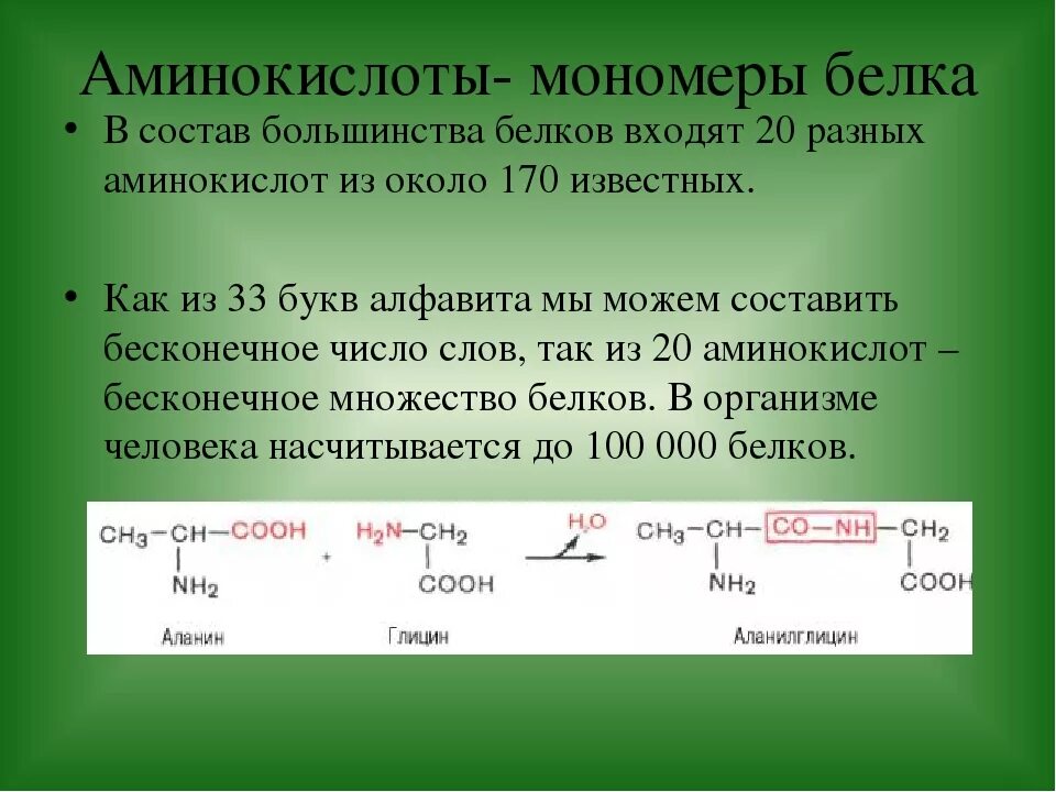 Характеристика мономеры белков. Аминокислоты. Структурные мономеры белков. Строение белковых мономеров аминокислот. Амины аминокислоты белки.