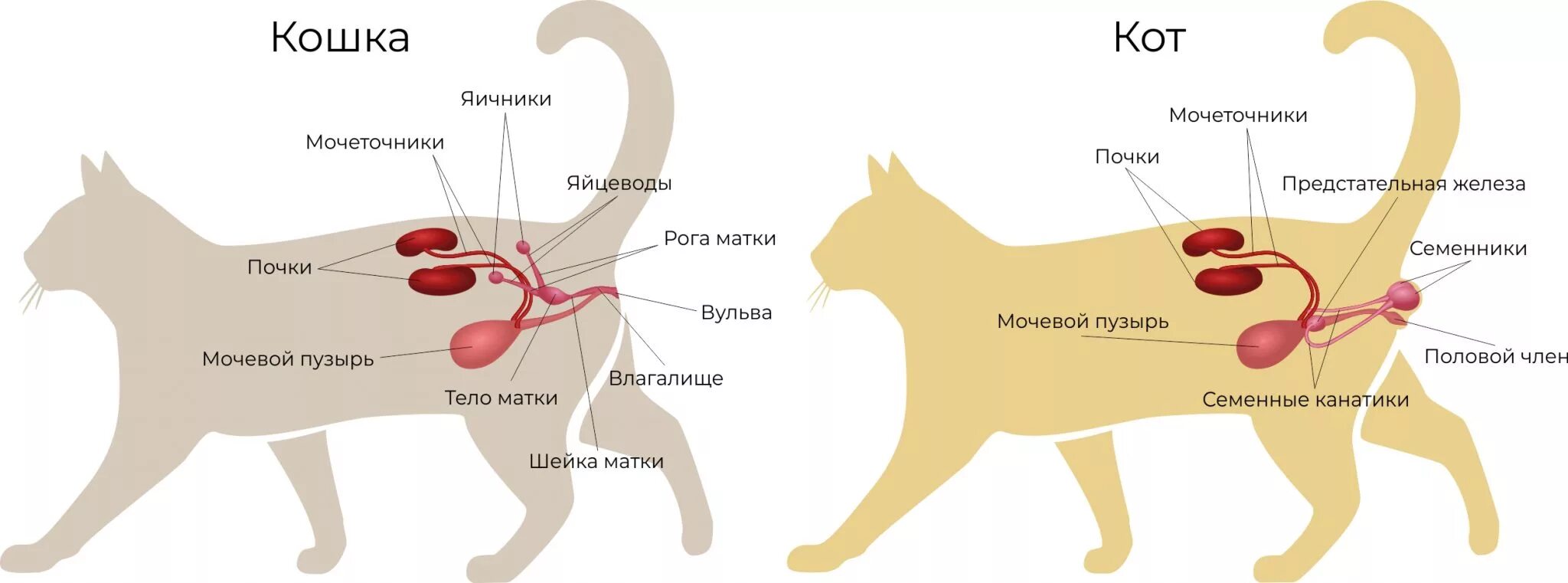 Может ли стерилизованная кошка забеременеть