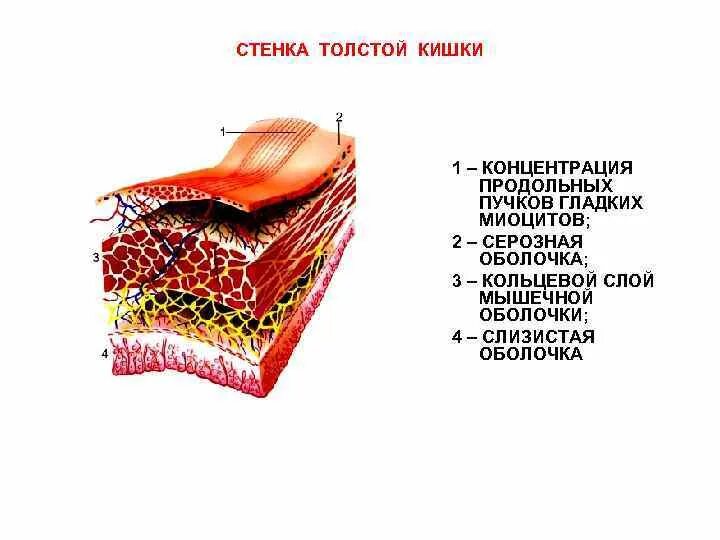 Слизистый слой кишки. Строение стенки Толстого кишечника анатомия. Строение оболочек толстой кишки. Послойное строение толстой кишки. Слои Толстого кишечника анатомия.