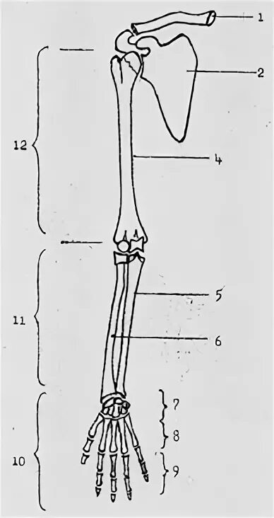 Скелет верхней конечности рисунки. Скелет верхней конечности с подписями. Рис 24 скелет верхней конечности. Скелет верхней конечности человека биология 8. Рис. А скелет верхней конечности.