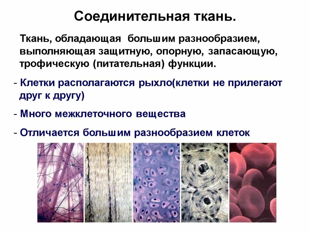 Дайте понятие ткани. Ткани гистология. Функции соединительной ткани. Гистологическая ткань. Соединительная ткань гистология.