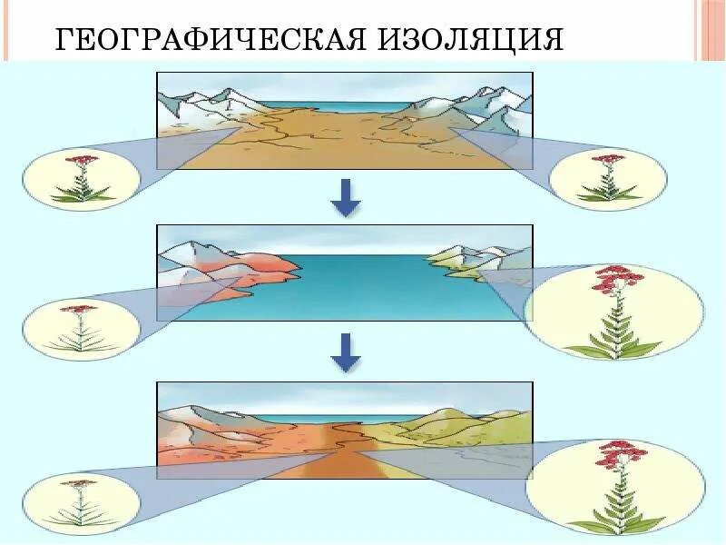 Географическая изоляция популяций. Географическая изоляци. Виды географической изоляции. Пространственная изоляция. Приведите примеры географической изоляции