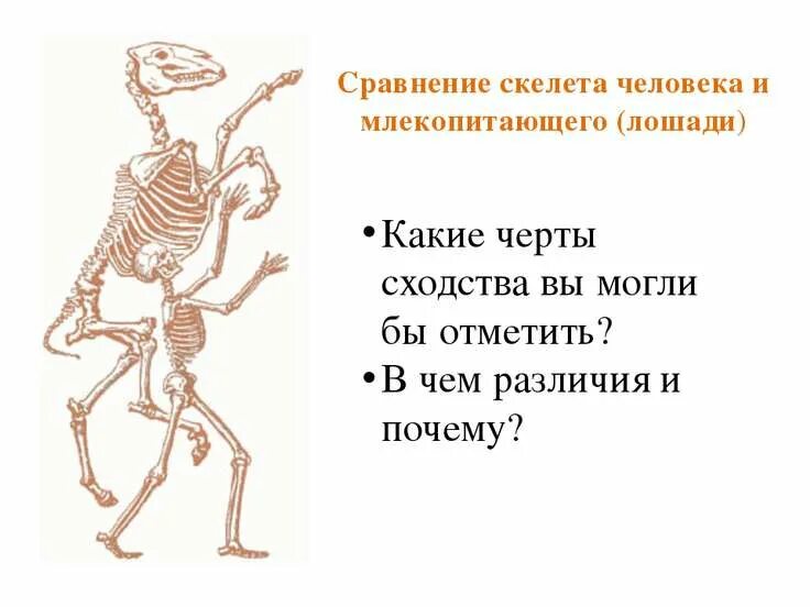 Объясните какие изменения претерпел скелет современной лошади. Сравнение скелета человека и млекопитающего. сходство скелета человека и млекопитающих. сходство скелета человека и млекопитающих животных. сходство скелета человека и скелетов млекопитающих животных.