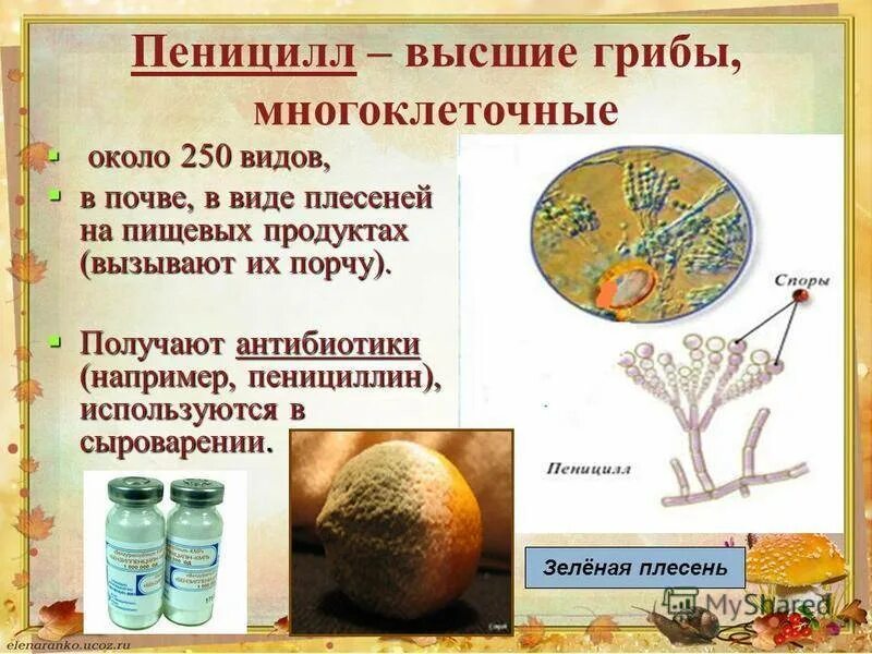 Мицелий грибов пеницилл. Пеницилл золотистый (Penicillium chrysogenum). Строение плесневого гриба пеницилла. Строение плесени пеницилл. Пеницилл группа организмов