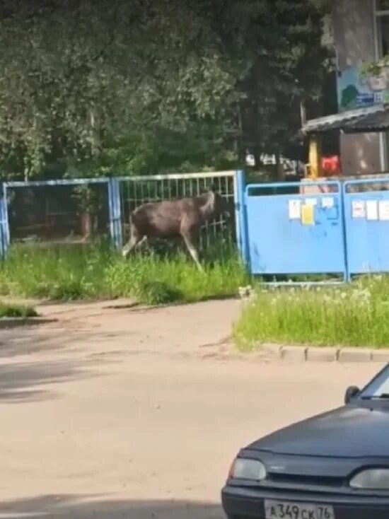 Лось в Ярославле в детском саду за Волгой.