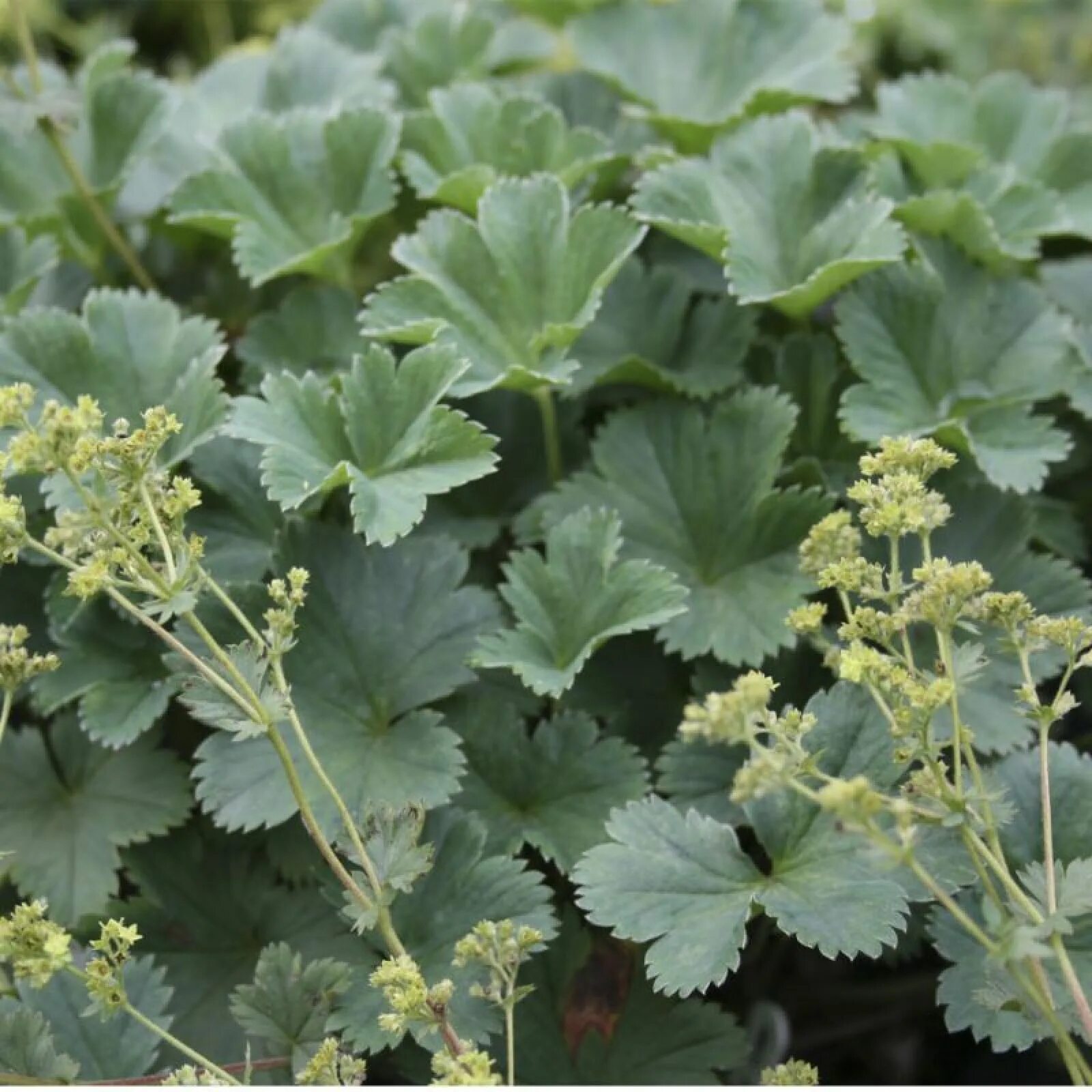Манжетка цветок многолетник. Манжетка alchemilla erythropoda. манжетка красночерешковая. манжетка красноногая. манжетка красночерешковая alma.