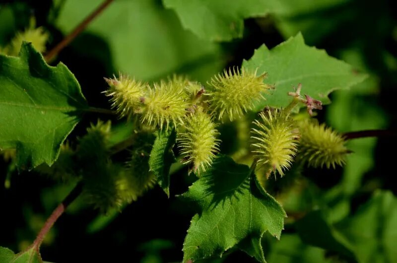 Дурнишник трава фото и описание Cocklebur (Xanthium Strumarium) in New Brunswick Edible plants, Plants, Drums of