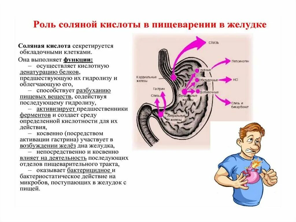 Выработка кислоты в желудке