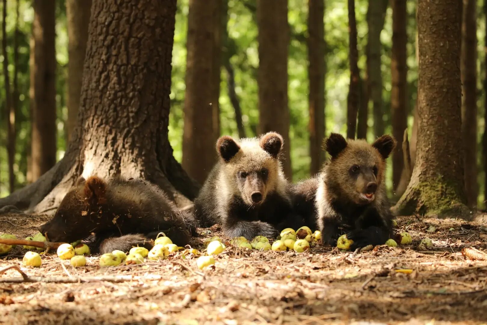 Медведь начало слова. Медвежата. Медведи в Вологодской области. Группа бурых медведей.