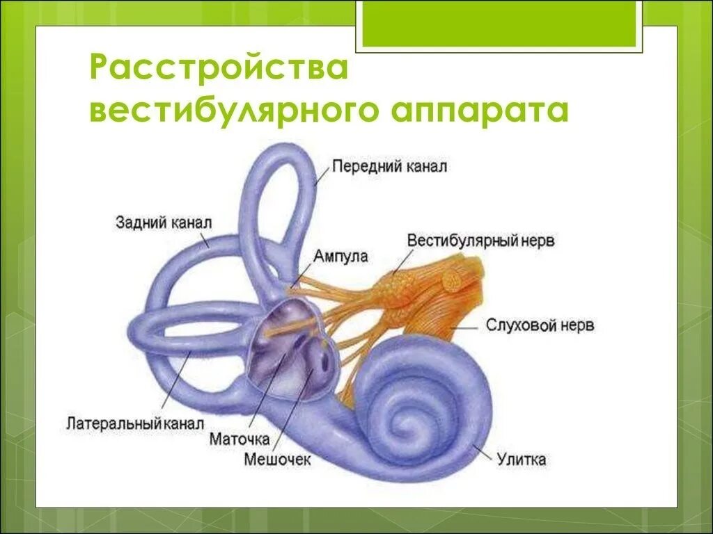 Какие структуры входят в состав вестибулярного аппарата. Рис 88 вестибулярный аппарат. Вестибулярны йаапарат. Строение вестибулярного аппарата. Строение вестибулярного аппарата человека.