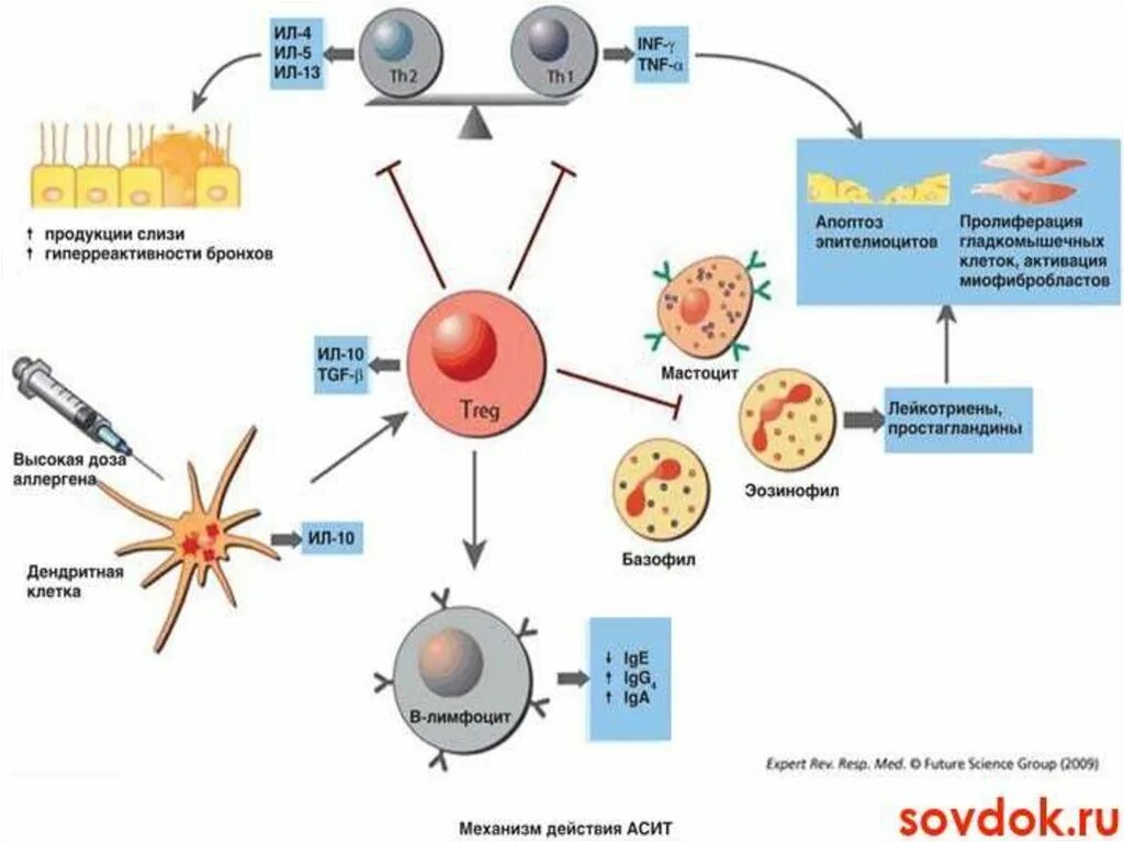 Асит терапия что это. АСИТ механизм действия схема. Аллерген-специфическая иммунотерапия иммунология. Аллерген специфическая иммунотерапия механизм действия. АСИТ иммунология механизм действия.