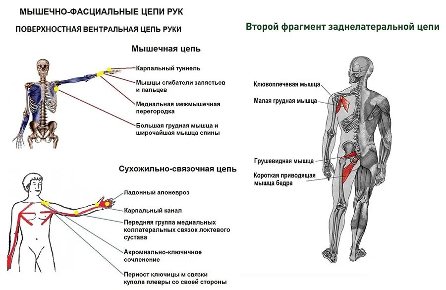 Биология 8 класс задания по теме мышцы человека. Мышцы туловища и конечностей 8 класс биология. Мышцы 8 класс биология. Мышцы тела человека 8 класс биология. Функциональные мышечные тесты.