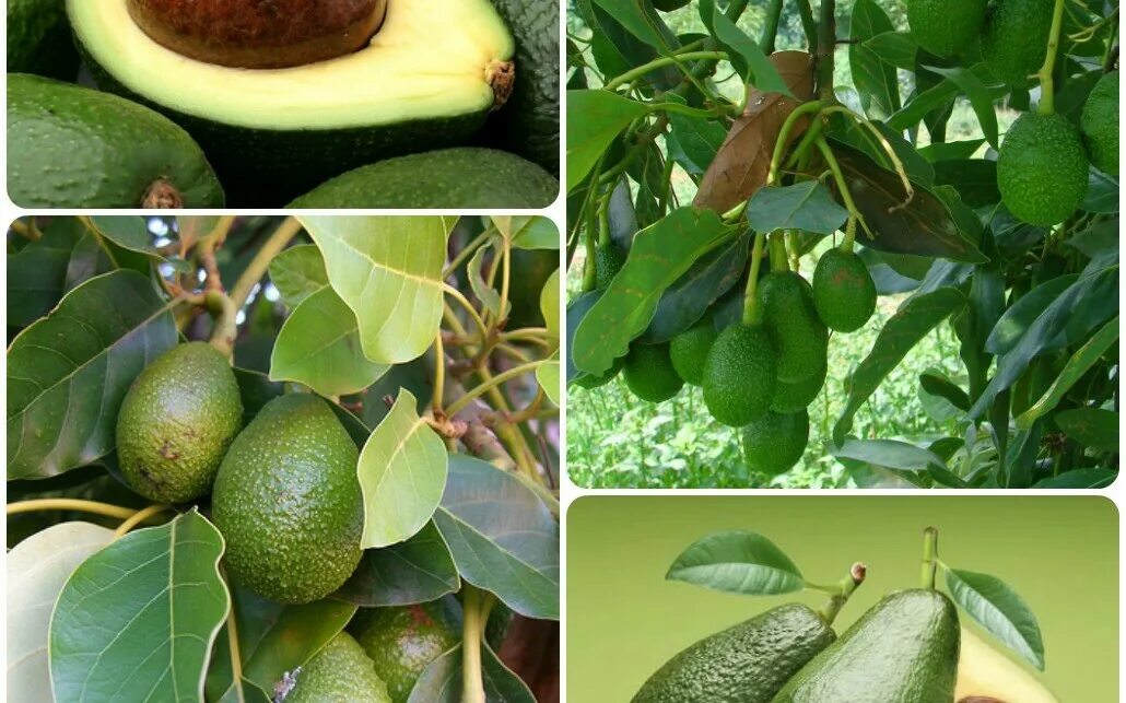 Чтоб быстрее поспело авокадо. Авокадо вырастить авокадо. Авокадо прорастить авокадо. Авокадо дерево. Авокадо растение дерево.