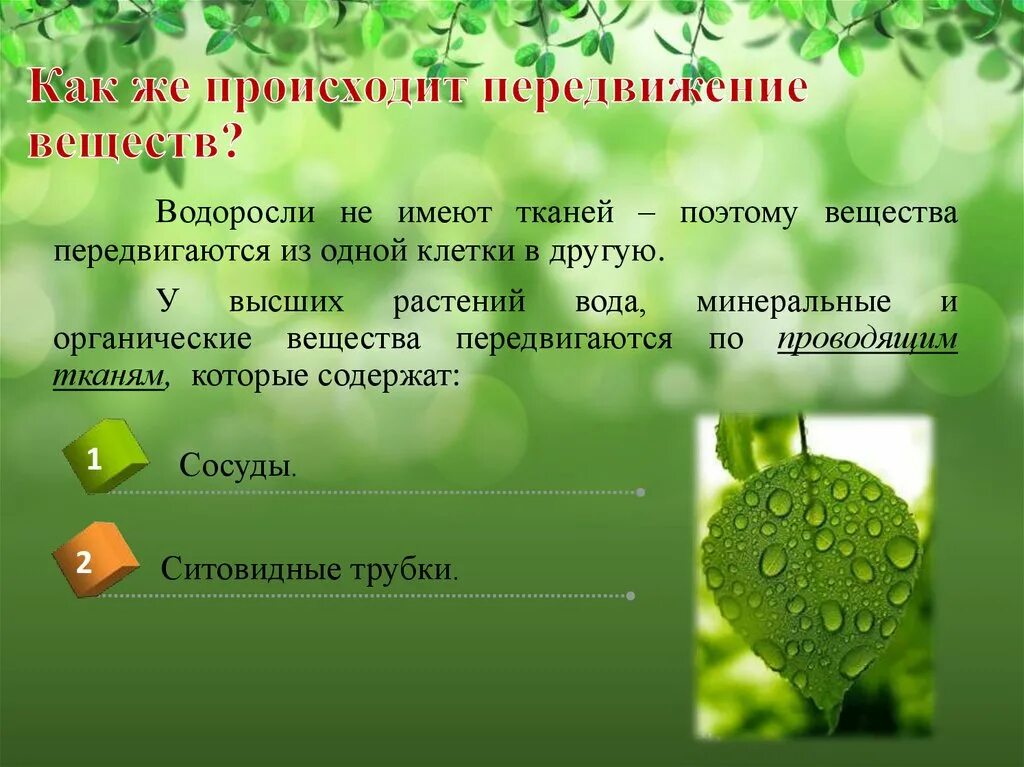 Передвижение веществ у растений. Транспорт веществ в организме растений. Передвижение веществ у растений 6 класс. Растения для презентации. Тест передвижение веществ у растений 6 класс