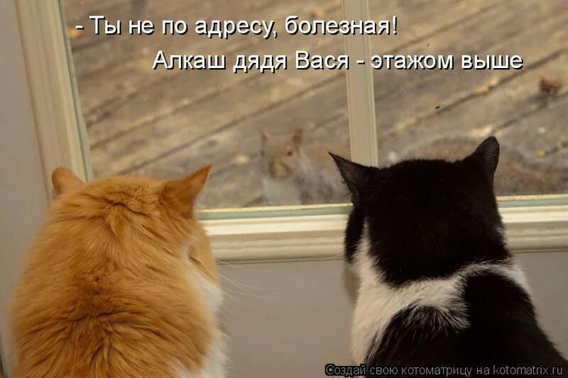 Слышишь вась. Коты приколы с надписями валерьянки. Валерьянка прикол. Кот задумался. Кот и это тоже.