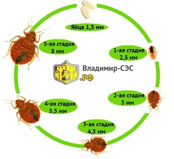 Как быстро размножаются клопы от момента попадания