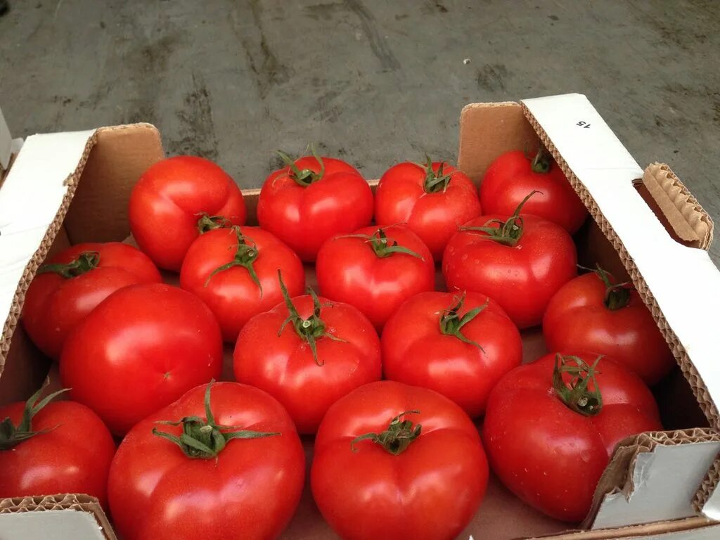 Сорт помидор волгоградский. Syngenta мамстон f1. Продам помидор. Помидоры со цветнойкппустой. Продам помидор.