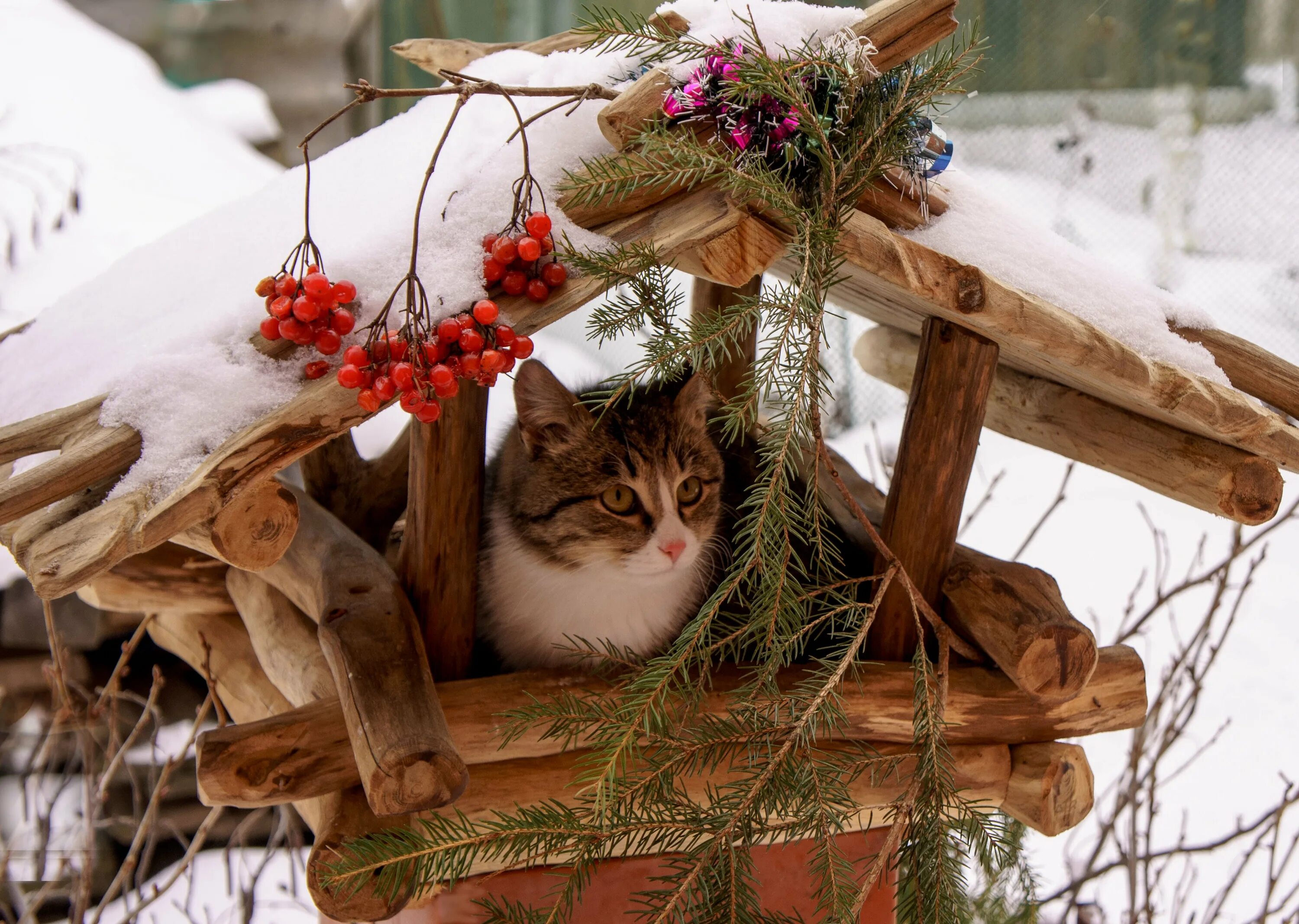 Зимние котики. Уютная зима. Кот зимой. Доброе утро в деревне зимой.