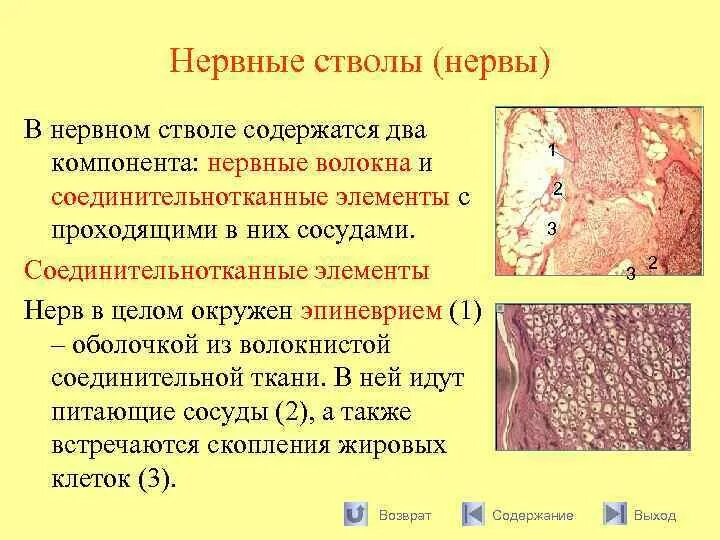 Нервные узлы и нервные стволы. Волокна нервного ствола. Строение нервного ствола. Соединительнотканные оболочки нервного ствола (нерва). Нервные стволы классификация.