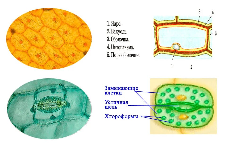 Пластиды листа элодеи. Строение клетки мякоти листа 5 класс биология. клеточное строение клетки листа кожицы. клетки кожицы листа под микроскопом. клеточное строение кожицы листа.
