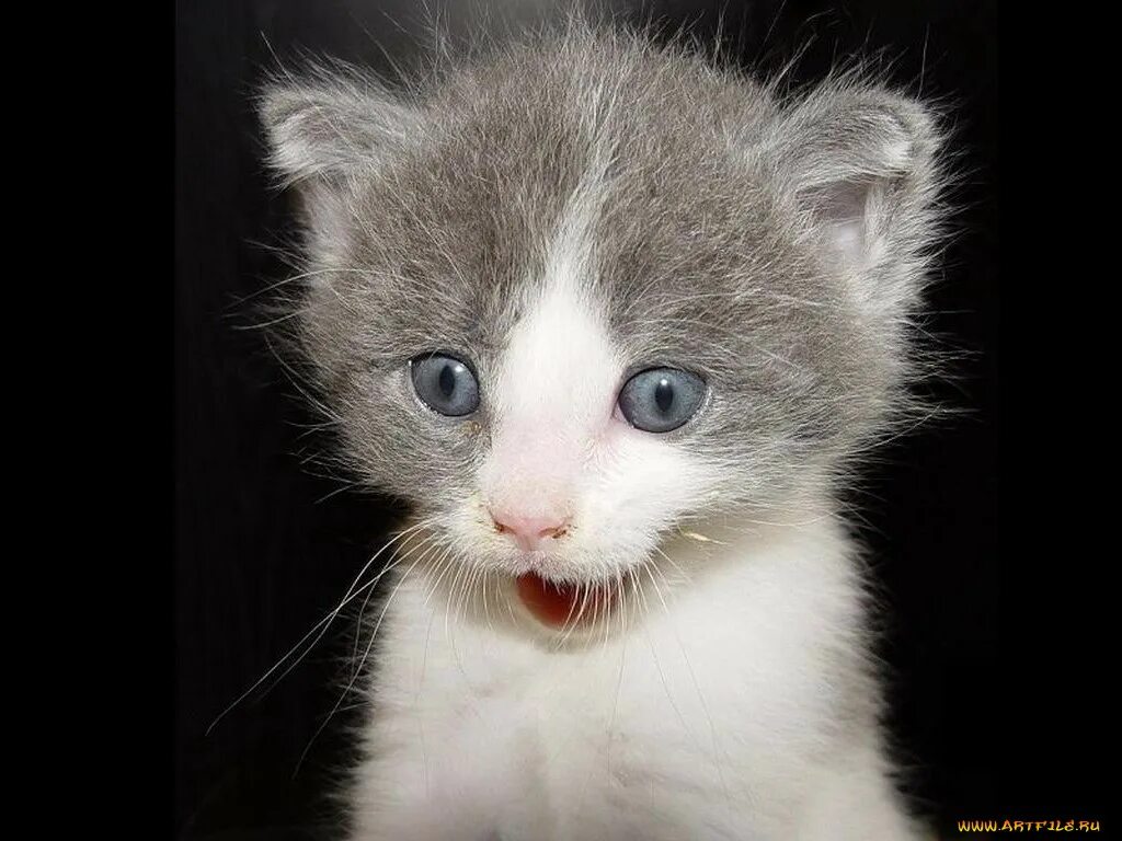 кот в шоке. котенок удивляй. котенок удивляй. шкушно. котенок который всегда удивлен.