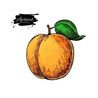 Абрикос графика