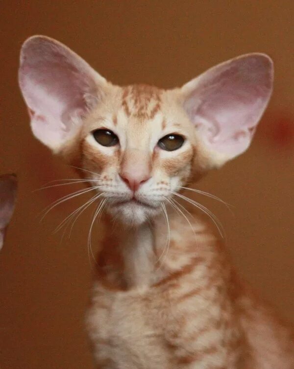Холая. Ушастый кот порода Ориентал. Ориентальные котята рыжие. Сфинкс браш рыжий. Сфинкс Ориентал.