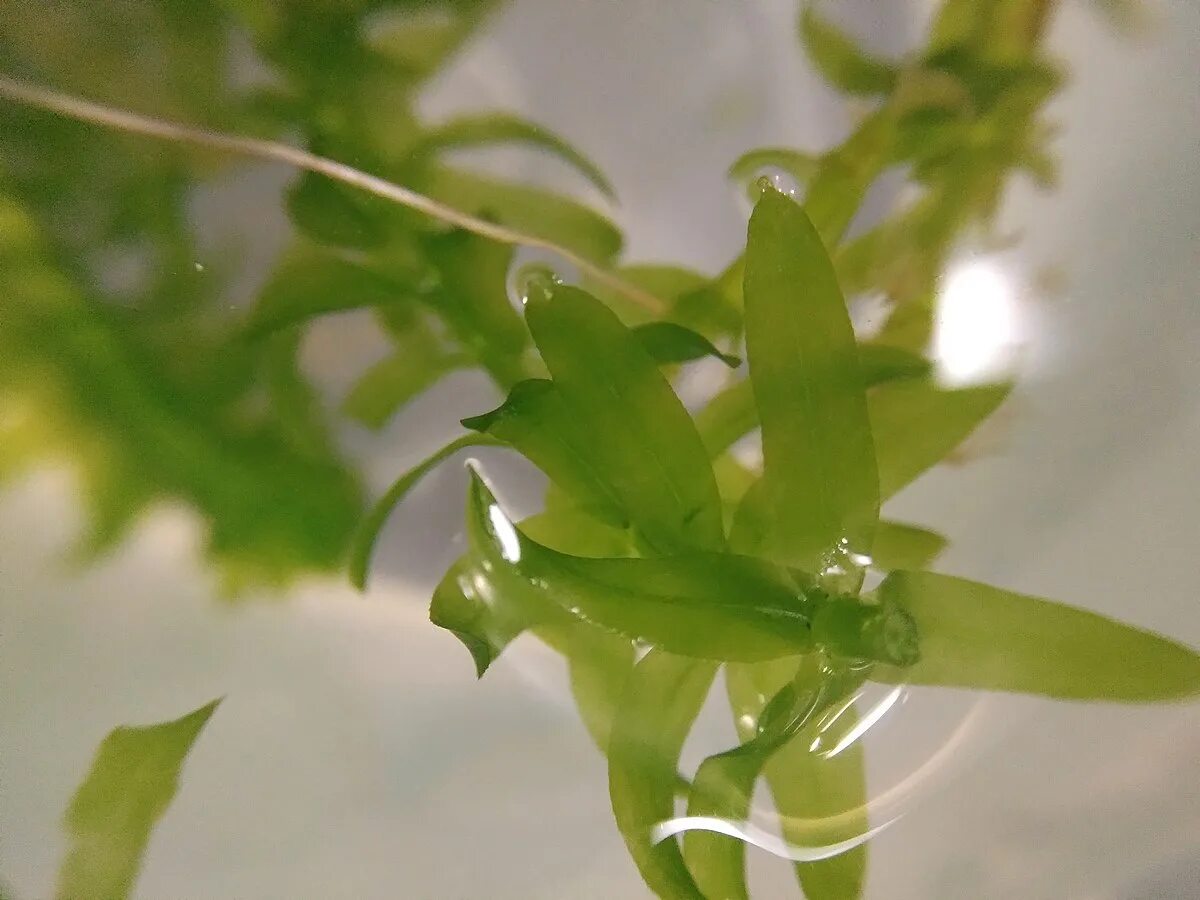 Элодея канадская (Elodea canadensis). Элодея густолиственная (Elodea densa). Элодея канадская гербарий. Элодея водяная чума.