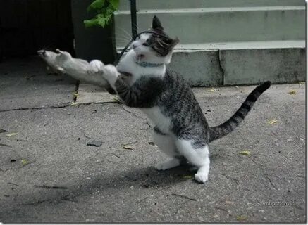 Я бью кошек