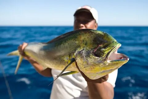 Just fish