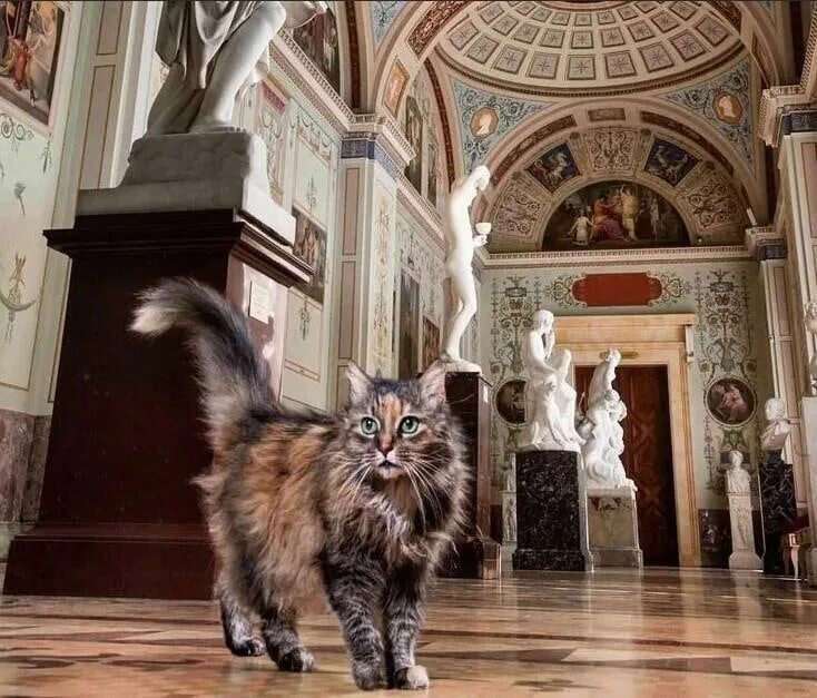 Почему кот эрмитажный. Коты эрмитажа. эрмитажные коты музея. дворцовые коты эрмитажа. эрмики коты эрмитажа.
