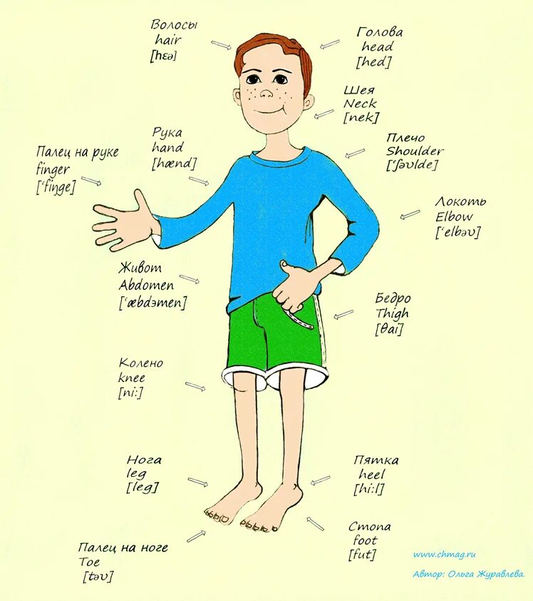 Части тела по английскому. Части тела на английском языке для детей. Части тела человека на английском языке. Части тела пл англиском. Описание человека для детей