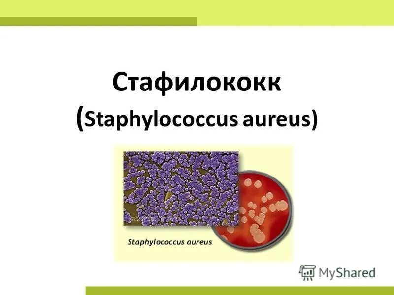 Staphylococcus aureus 5. Стафилококк ауреус презентация. Стафилококк возбудитель. Возбудитель стафилококковой инфекции. Возбудитель стафилококк ауреус.